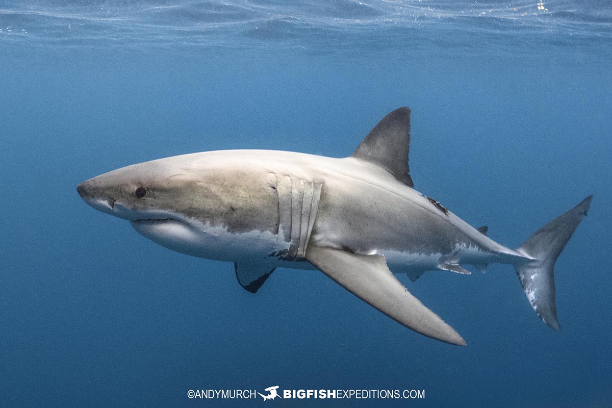 Great White Shark at the Neptune Islands.