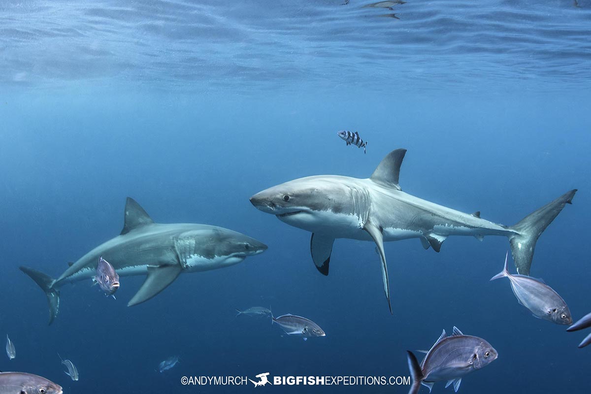 Cage Diving with Great White Sharks at the Neptune Islands in South Australia.
