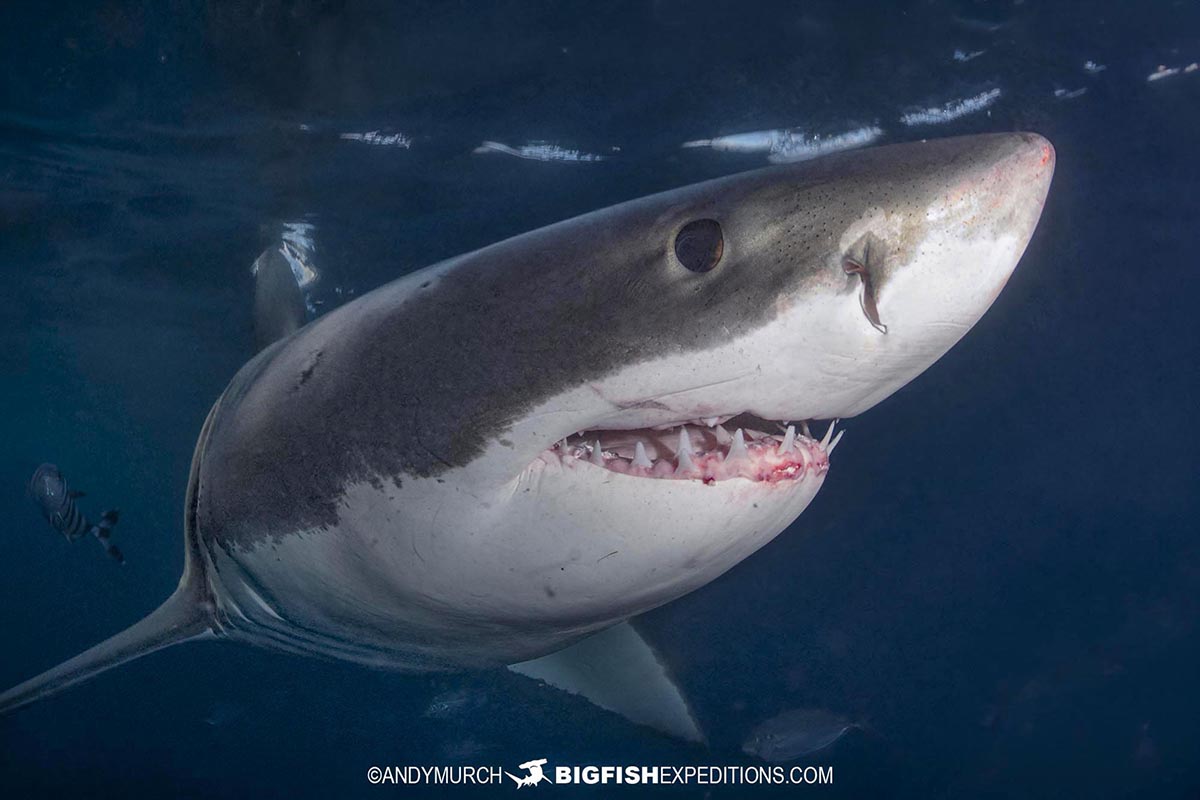 Cage Diving with Great White Sharks at the Neptune Islands in South Australia.
