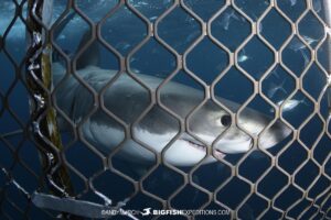 Great White Shark looking through the bars of a shark cage.