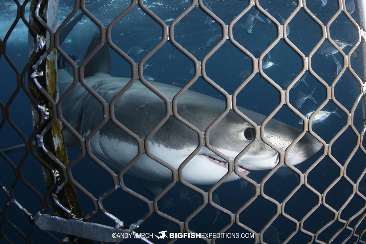 Great White Shark looking through the bars of a shark cage.