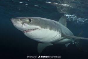 Cage Diving with Great White Sharks at the Neptune Islands in South Australia.