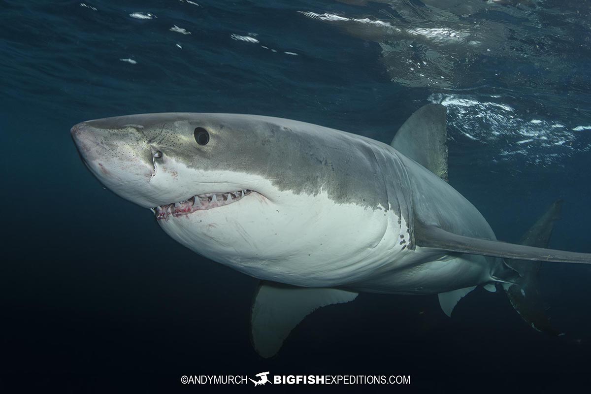 Cage Diving with Great White Sharks at the Neptune Islands in South Australia.