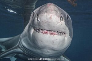Great White Shark approaching the shark cage.