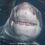 Great White Shark Diving 2026