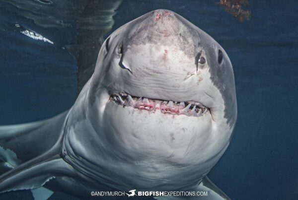 Great White Shark approaching the shark cage.