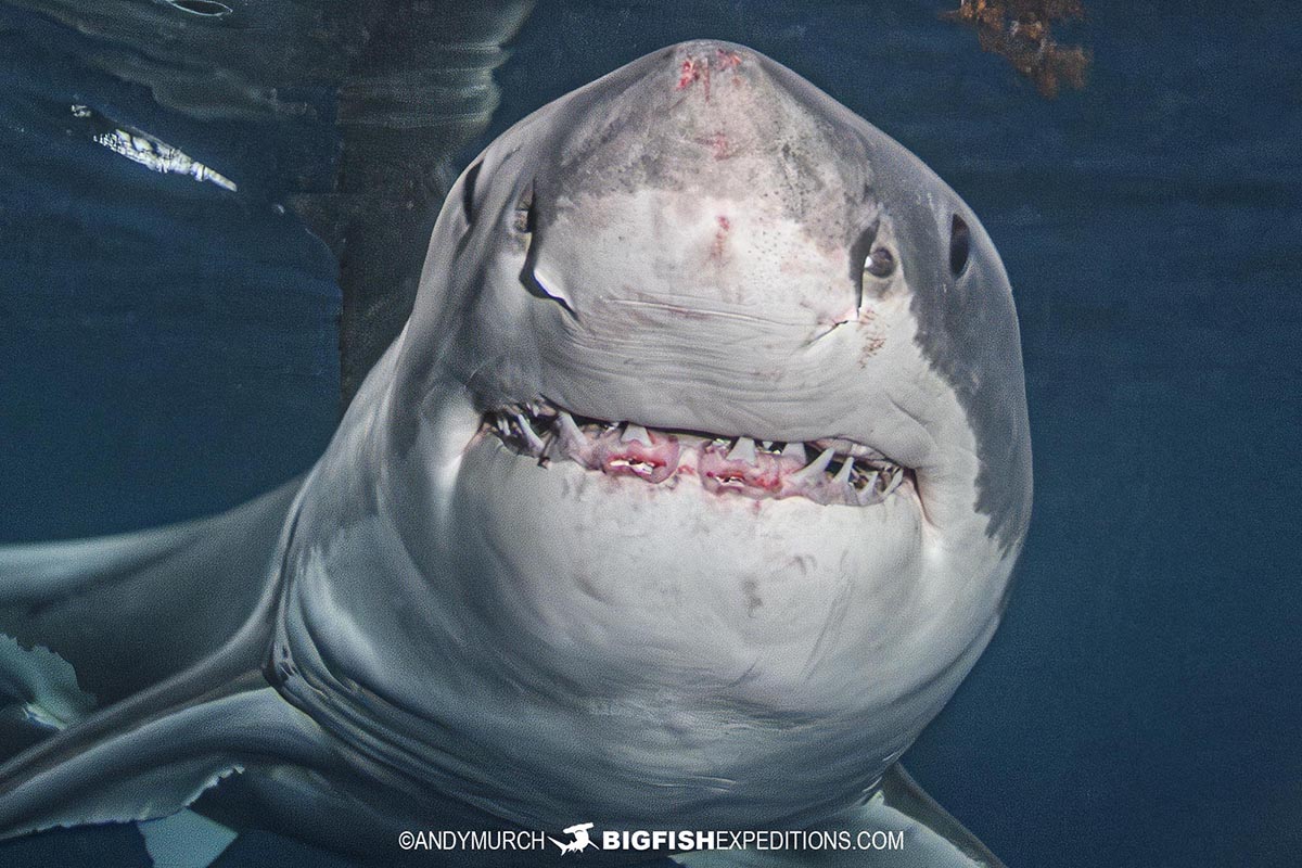 Great White Shark approaching the shark cage.