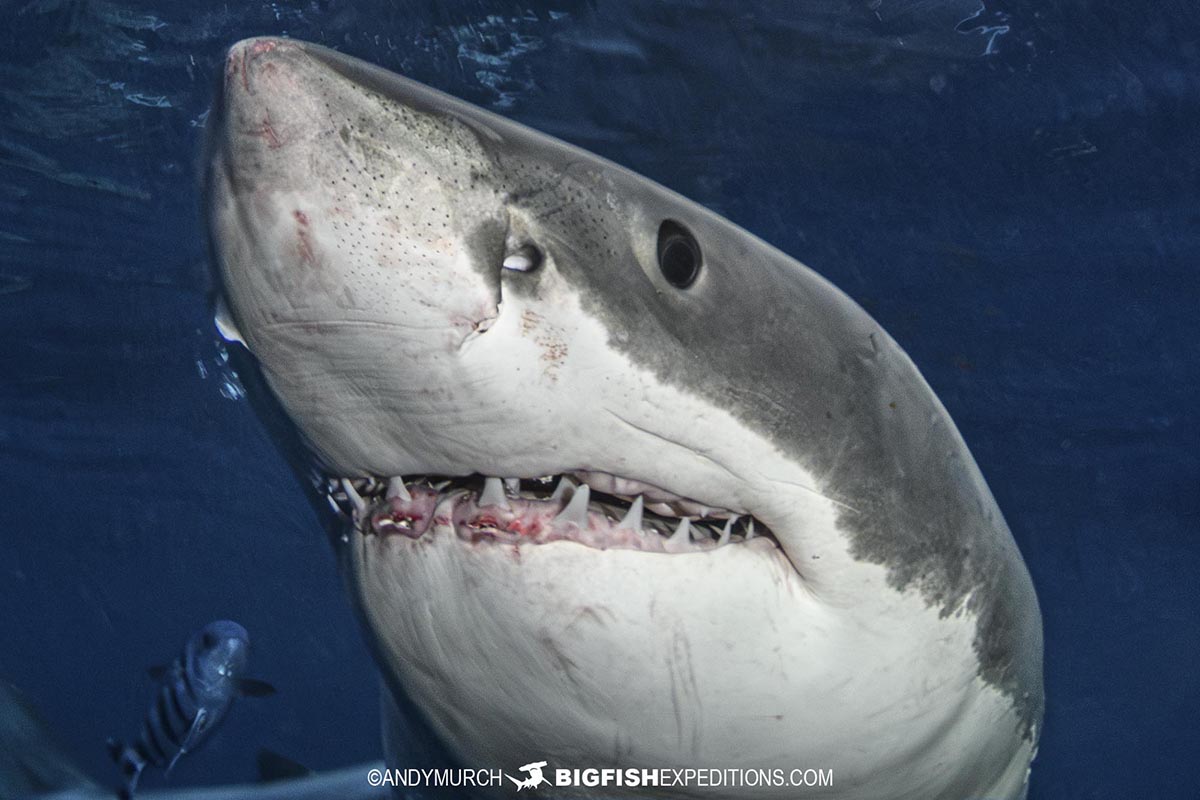 Close encounter with a great white shark.