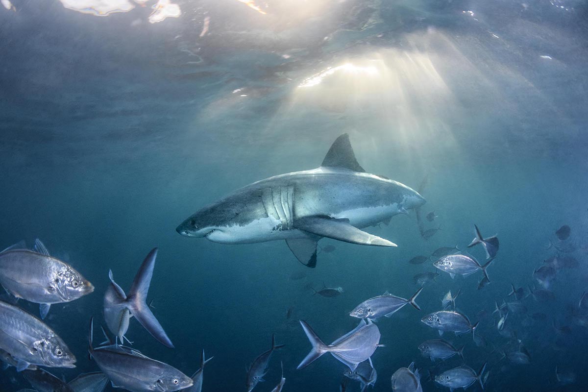 Great White Shark at sunset at the Neptune Islands.