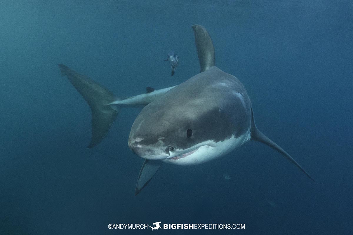 Great White Shark diving at the Neptune Islands.