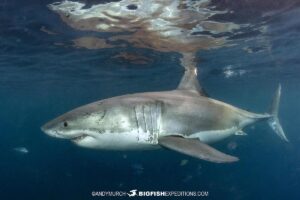 A huge Great White Shark from the Neptune Islands named Ghost.