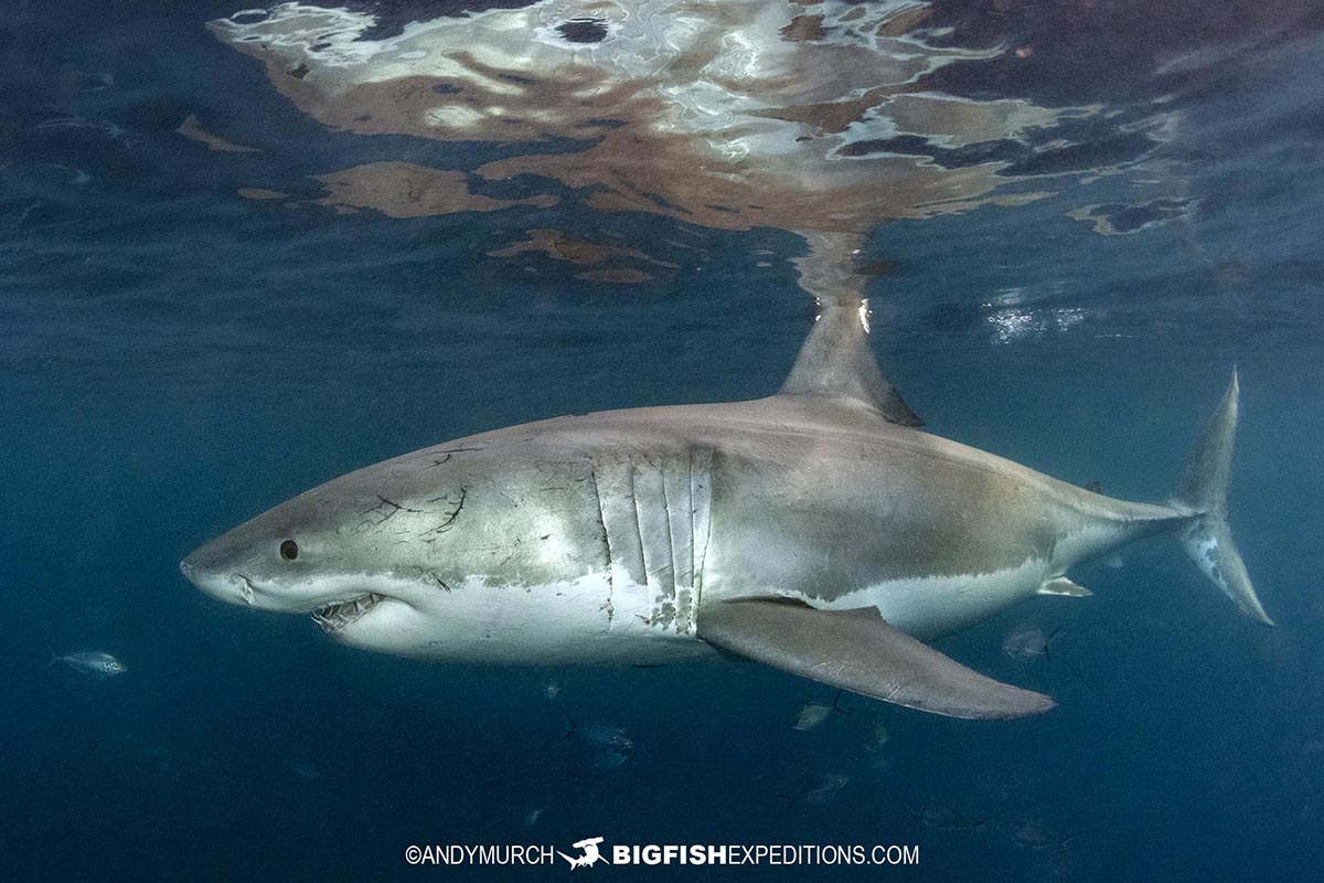 A huge Great White Shark from the Neptune Islands named Ghost.