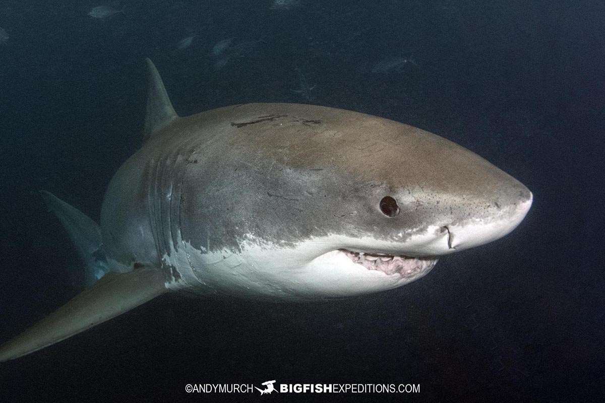 Close encounter with a great white shark.
