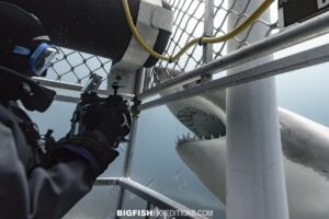 Great White Shark outside the deep cage.