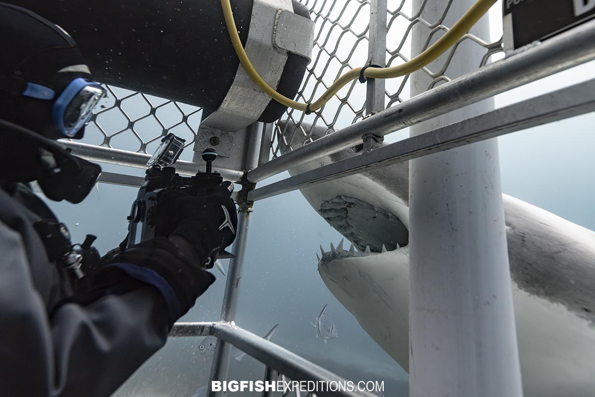 Great White Shark outside the deep cage.