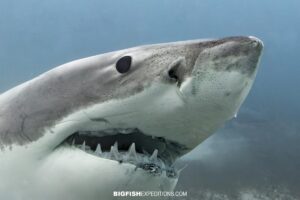 Great White Shark outside the deep cage.