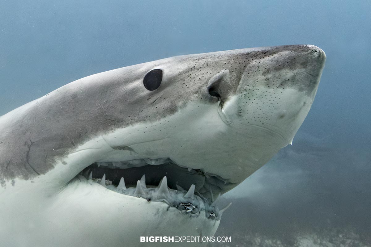 Great White Shark outside the deep cage.