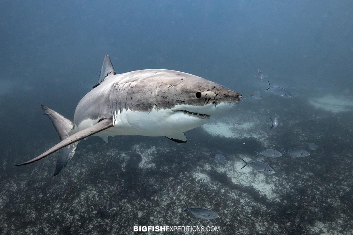 Great White Shark outside the deep cage.