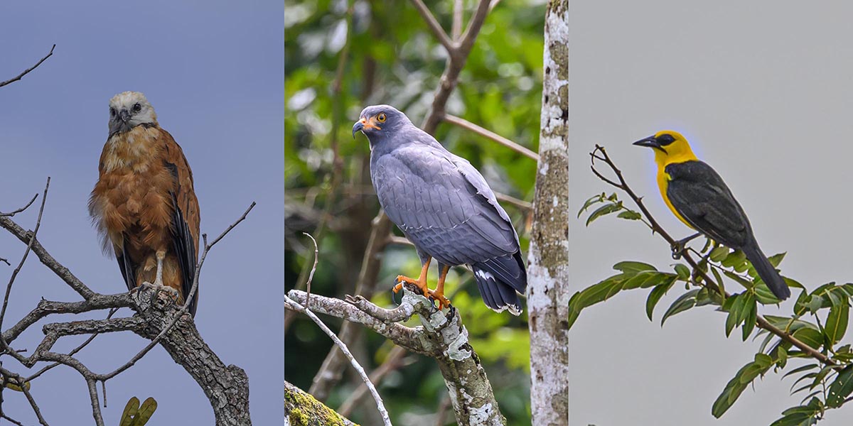 Birding in the Amazon.