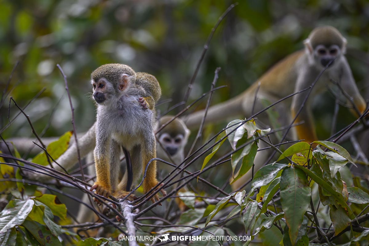 Amazon Squirrel Monkeys