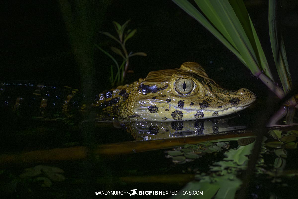 Photographing Caiman in the Amazon.