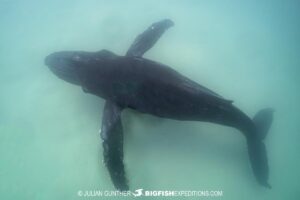 Humpback Encounter in Baja.