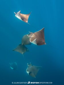 Snorkeling with whales and Mobula Rays in the Sea of Cortez.