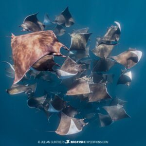 Snorkeling with mobula rays and whales in the Sea of Cortez.