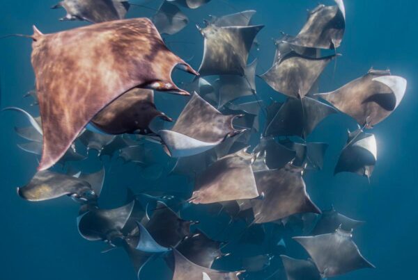 Snorkeling with mobula rays and whales in the Sea of Cortez.