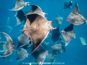 Snorkeling with whales and Mobula Rays in the Sea of Cortez.