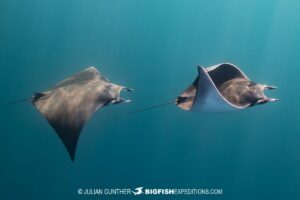 Snorkeling with Mobula Rays in Baja.