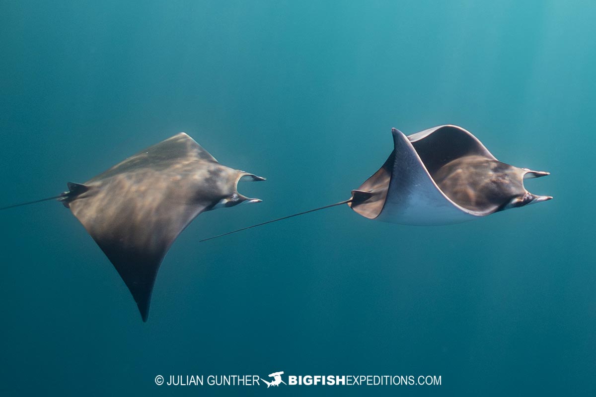 Snorkeling with Mobula Rays in Baja.