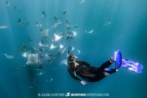 Snorkeling with mobulas