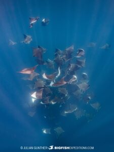 Mobula Ray tornado in Baja.
