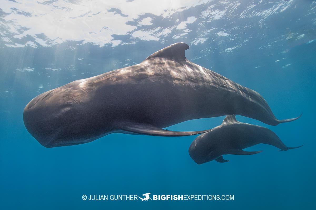 Snorkeling with Pilot Whales in Baja.
