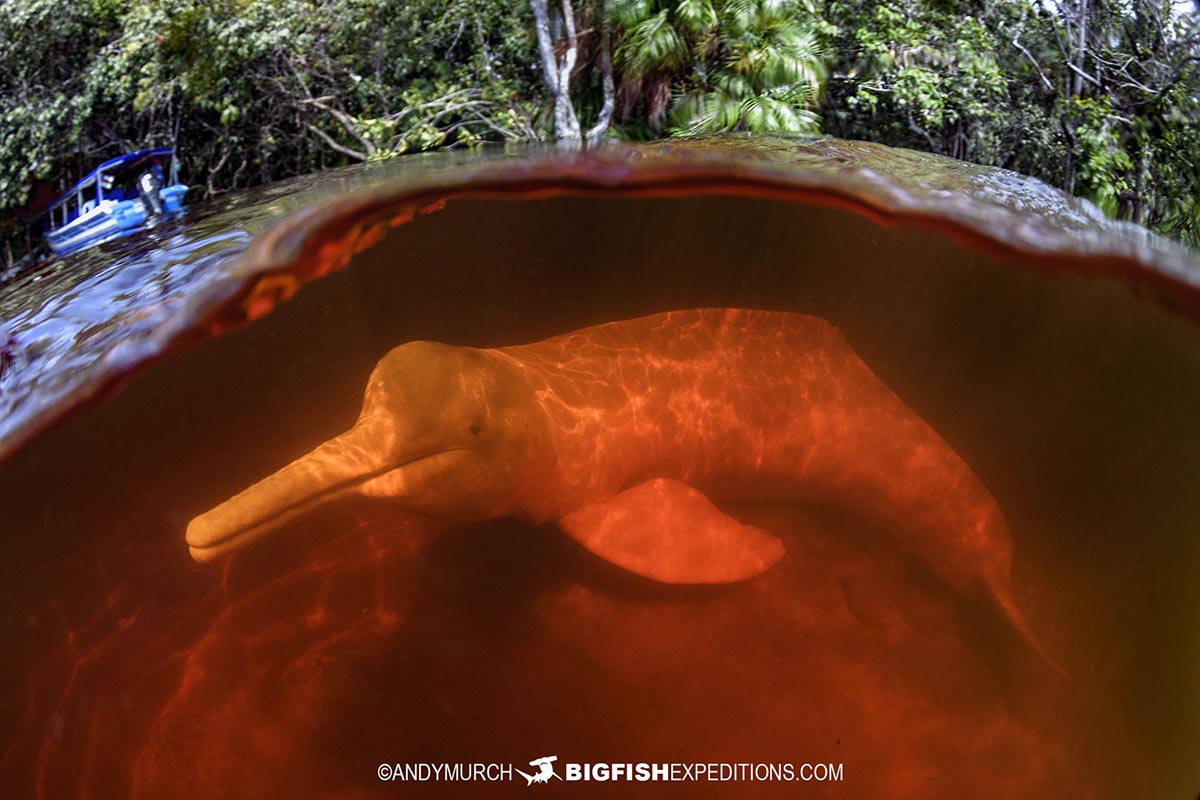 Pink Dolphin in the Rio Negro.