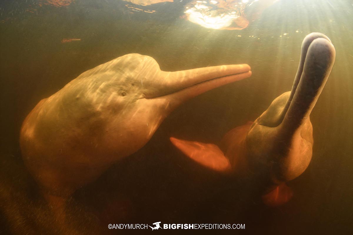 Pink dolphins in the Amazon.