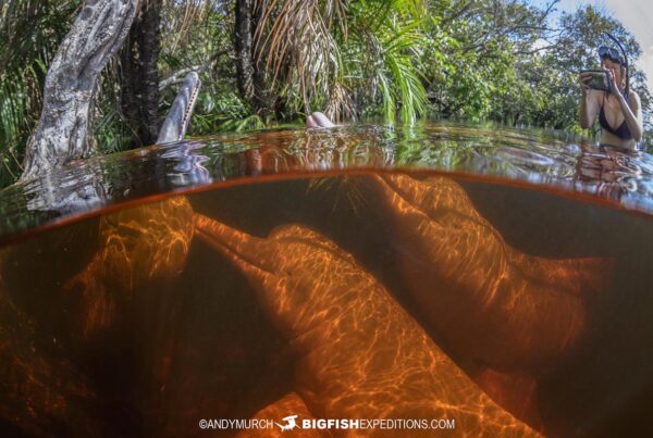 Photographing pink dolphins in the Amazon