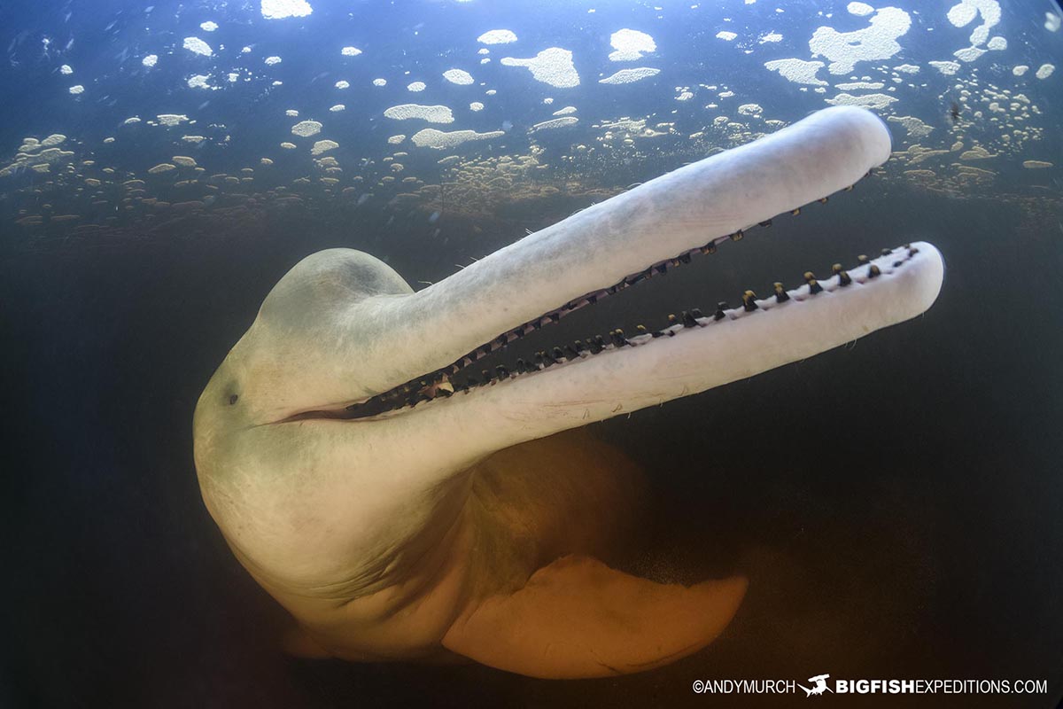 Snorkeling with Pink River Dolphins in the Amazon.