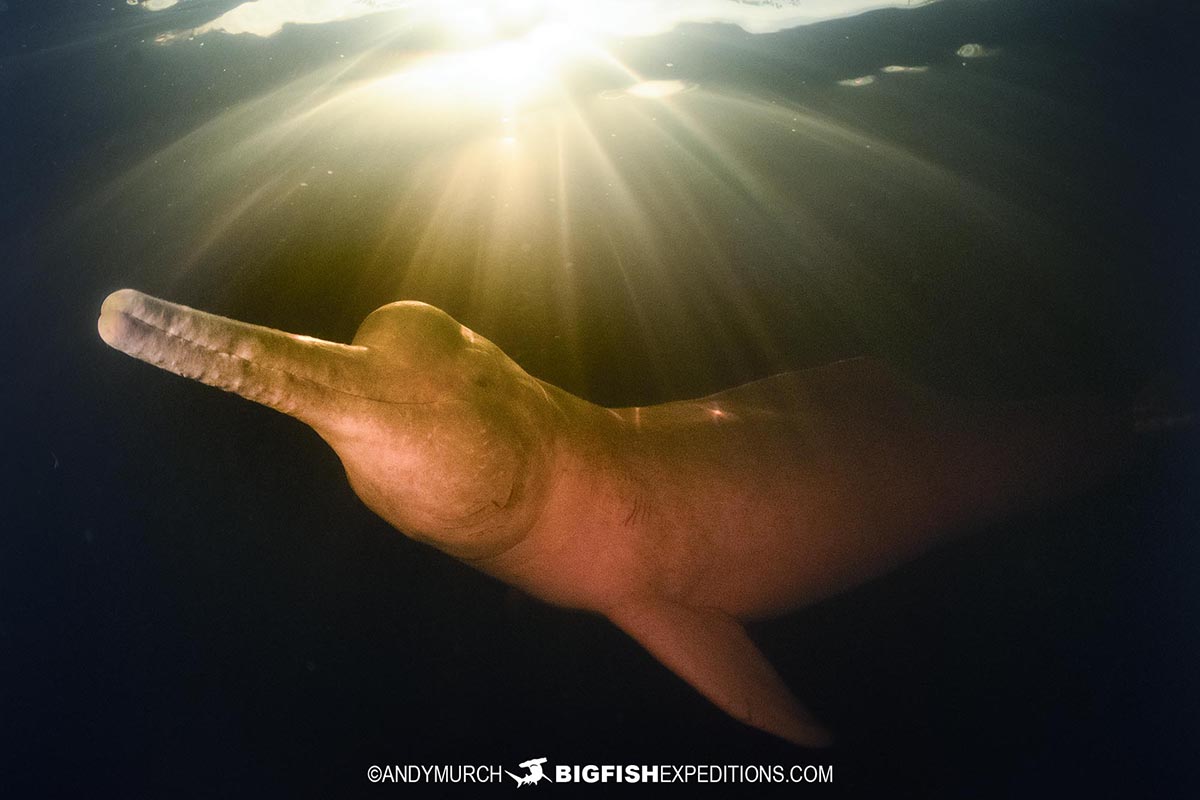 Snorkeling with Pink River Dolphins in the Amazon.