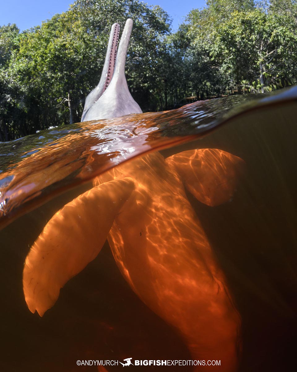 Snorkeling with Pink River Dolphins in the Amazon.