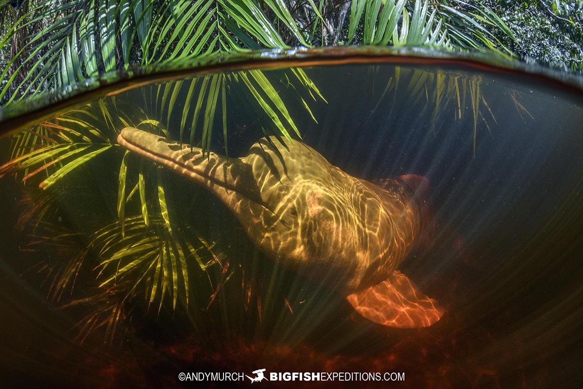 Pink dolphins in the Amazon Rainforest.