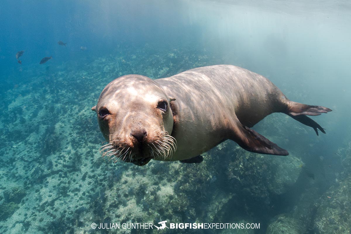 Snorkeling with sea lions in Baja.