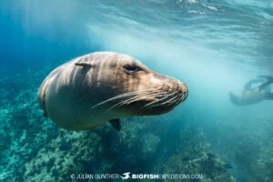 Snorkeling with sea lions in Baja.