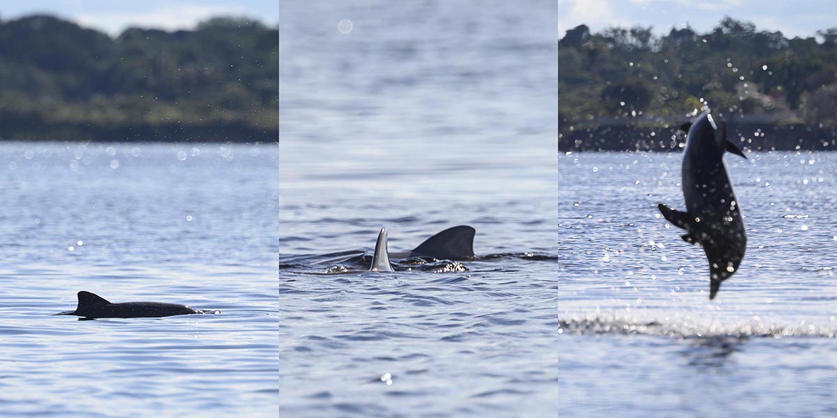 Tucuxi Dolphins in the Rio Negro.