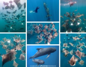 Snorkeling with whales, orcas, and whales in Baja.