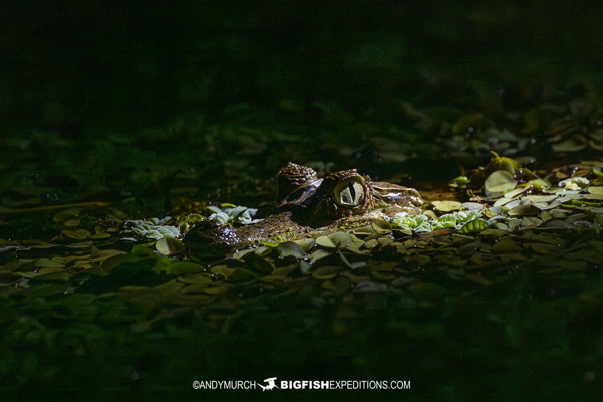 Photographing Caiman in the Amazon.