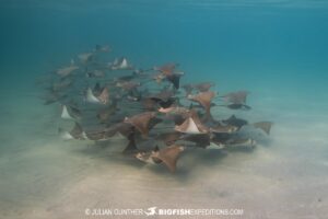 Snorkeling with cownose rays in the Sea of Cortez.