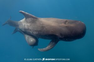 Snorkeling with Pilot Whales in Baja.