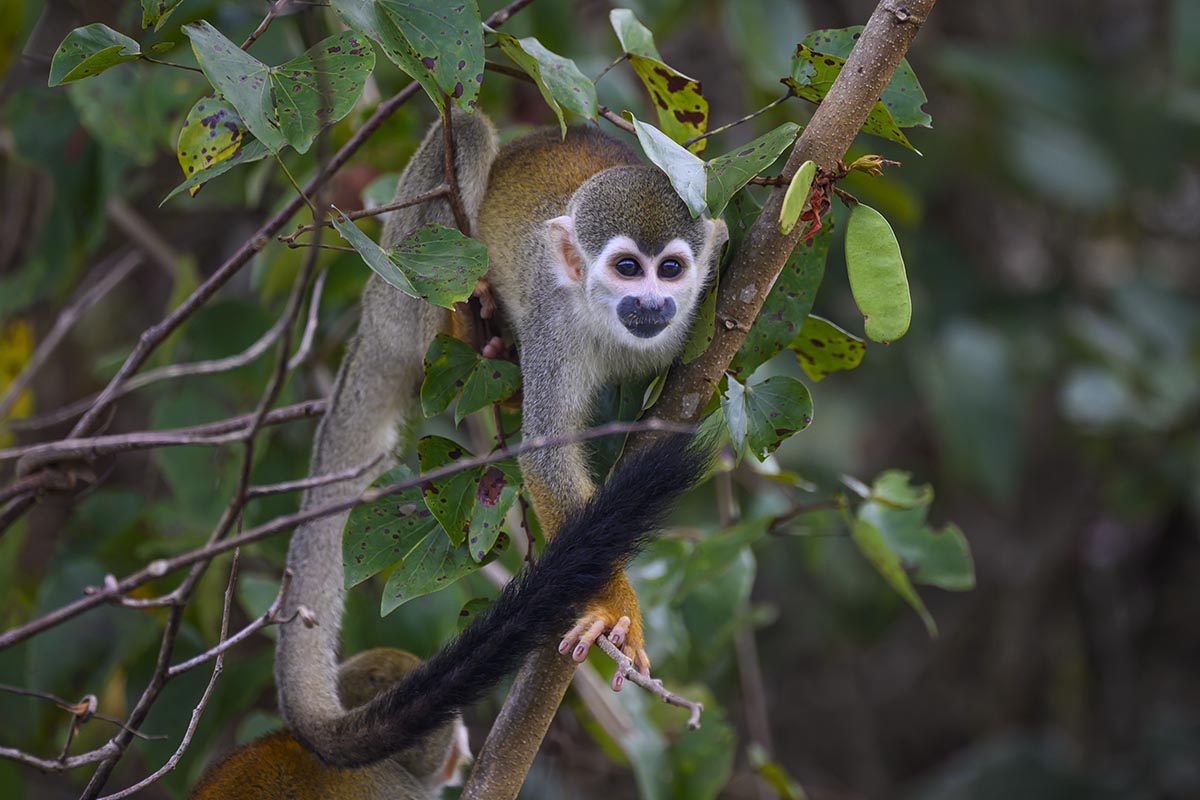 Hairy-eared Squirrel Monkey.